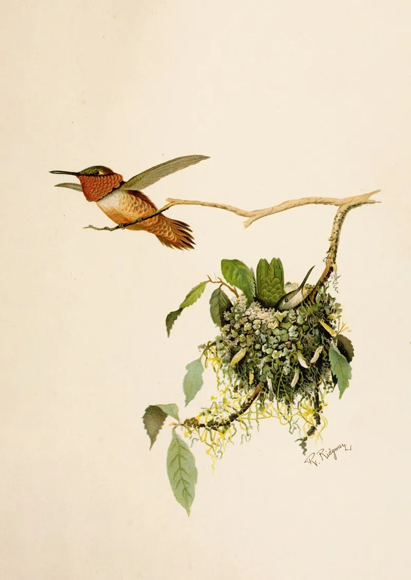 Die Nordamerikanische Vogelwelt Pl36 Wall Art by Robert Ridgway - High-Resolution Digital Print