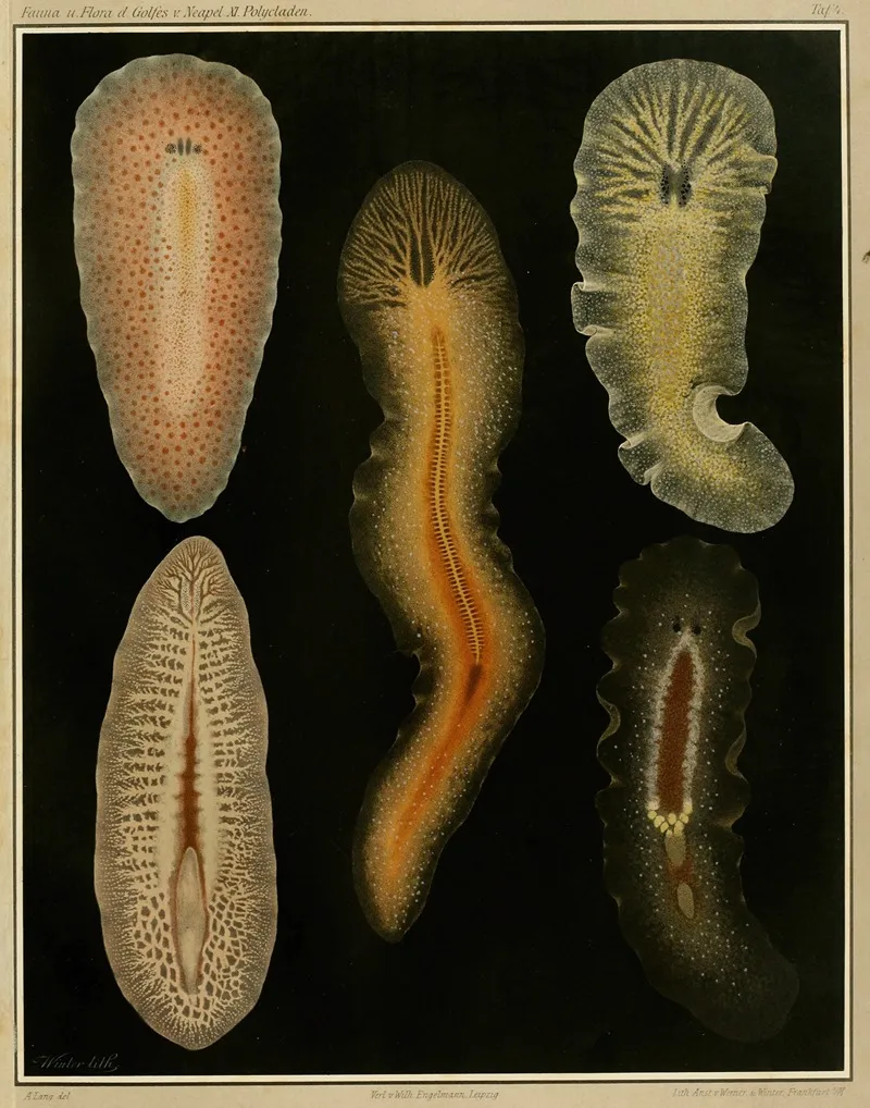Die Polycladen Des Golfes Von Neapel Und Der Angrenzenden Meeres Abschnitte Pl4 Wall Art by Arnold Lang - High-Resolution Digital Print
