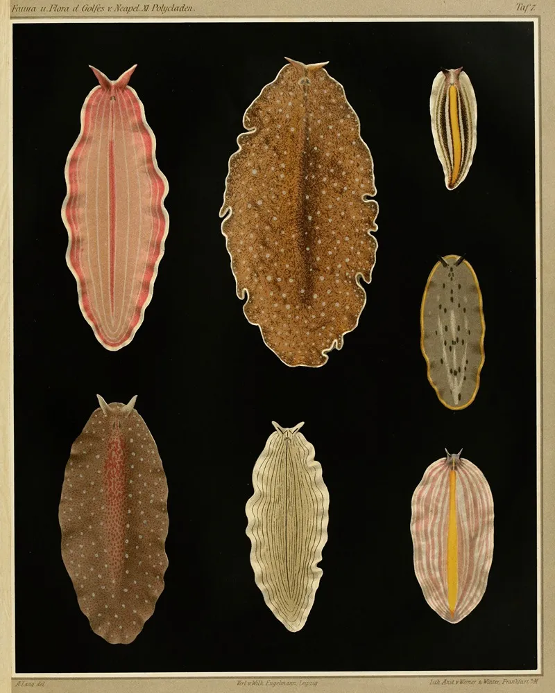 Die Polycladen Des Golfes Von Neapel Und Der Angrenzenden Meeres Abschnitte Pl7 Wall Art by Arnold Lang - High-Resolution Digital Print