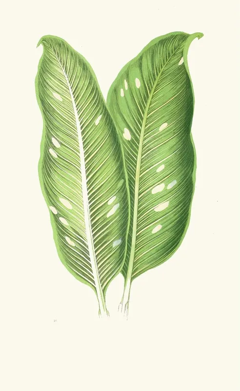 Dieffenbachia Baraquiniana Wall Art by Edward Joseph Lowe - High-Resolution Digital Print