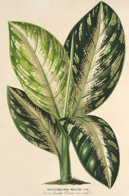 Dieffenbachia Wallisi Wall Art by Charles Antoine Lemaire - High-Resolution Digital Print