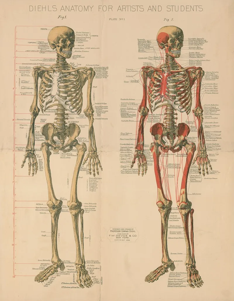 Diehls Anatomy For Artists And Students Pl 1 Wall Art by Conrad Diehl - High-Resolution Digital Print