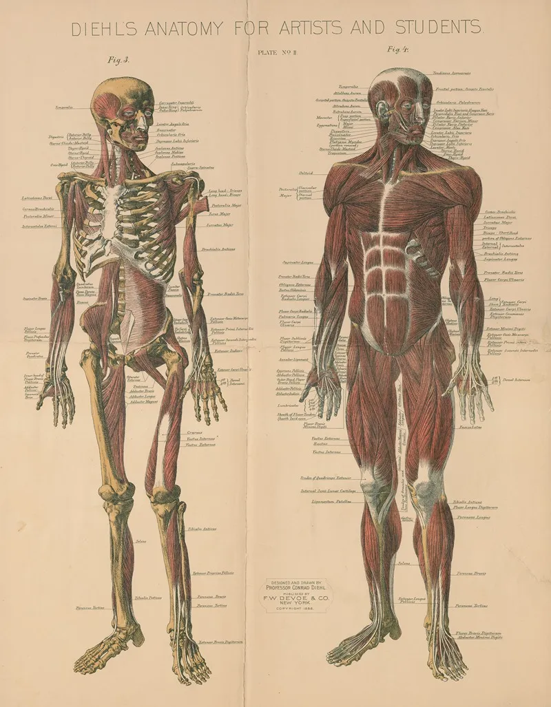 Diehls Anatomy For Artists And Students Pl 2 Wall Art by Conrad Diehl - High-Resolution Digital Print