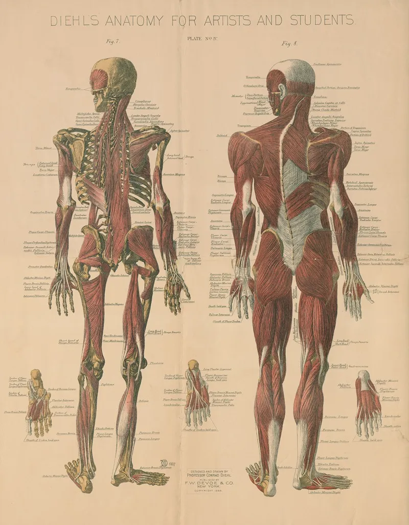 Diehls Anatomy For Artists And Students Pl 4 Wall Art by Conrad Diehl - High-Resolution Digital Print
