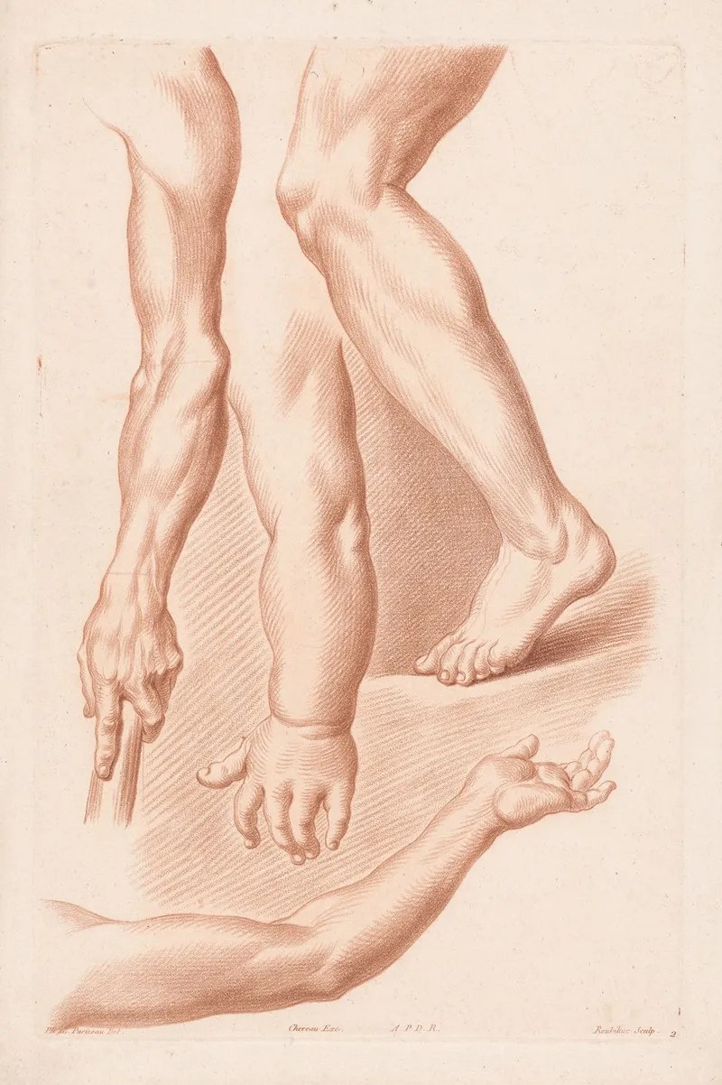 Different Views Of A Leg And Three Arms Wall Art by Louis-François Roubiliac - High-Resolution Digital Print