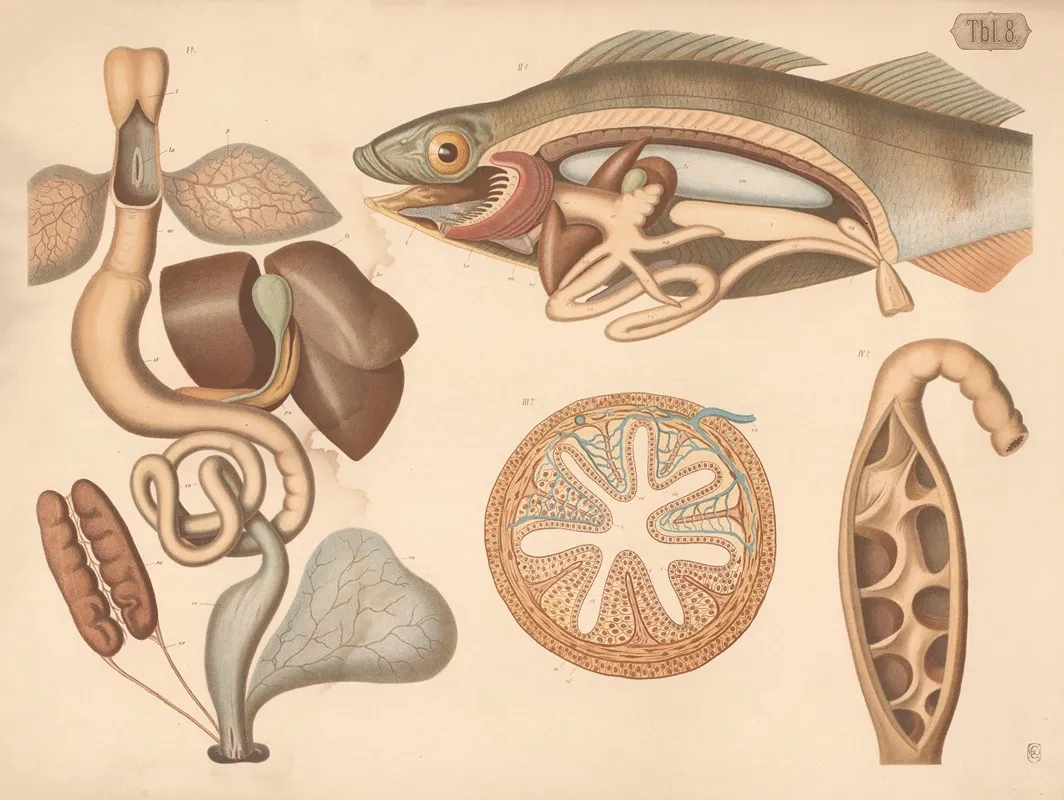Digestive Organs From Frog And Perch Wall Art by A. Brass - High-Resolution Digital Print
