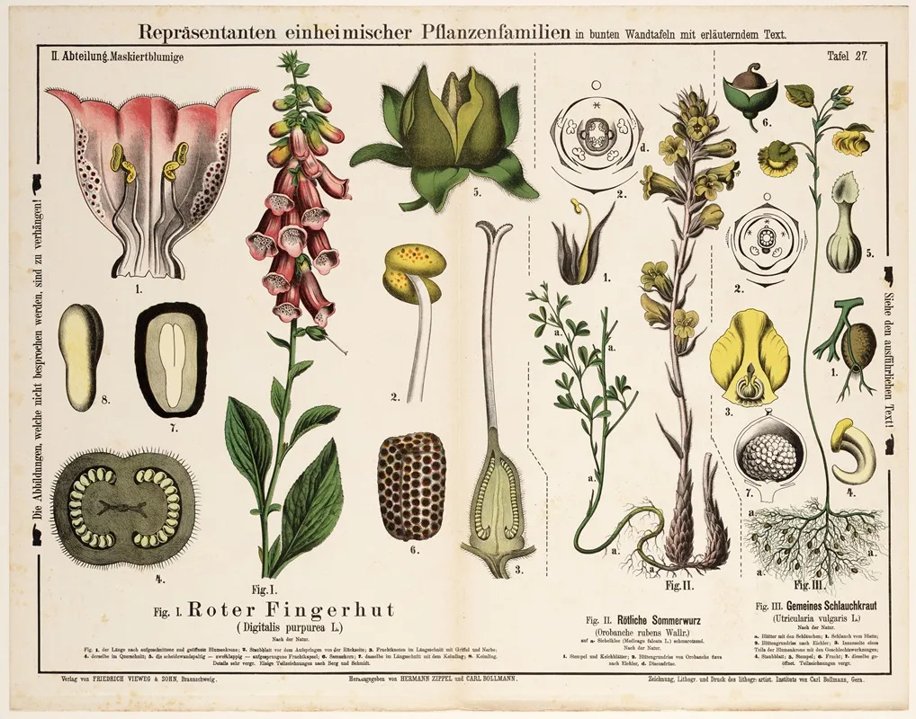 Digitalis Purpurea Orobanche Rubens Utricularia Vulgaris Wall Art by Hermann Zippel - High-Resolution Digital Print
