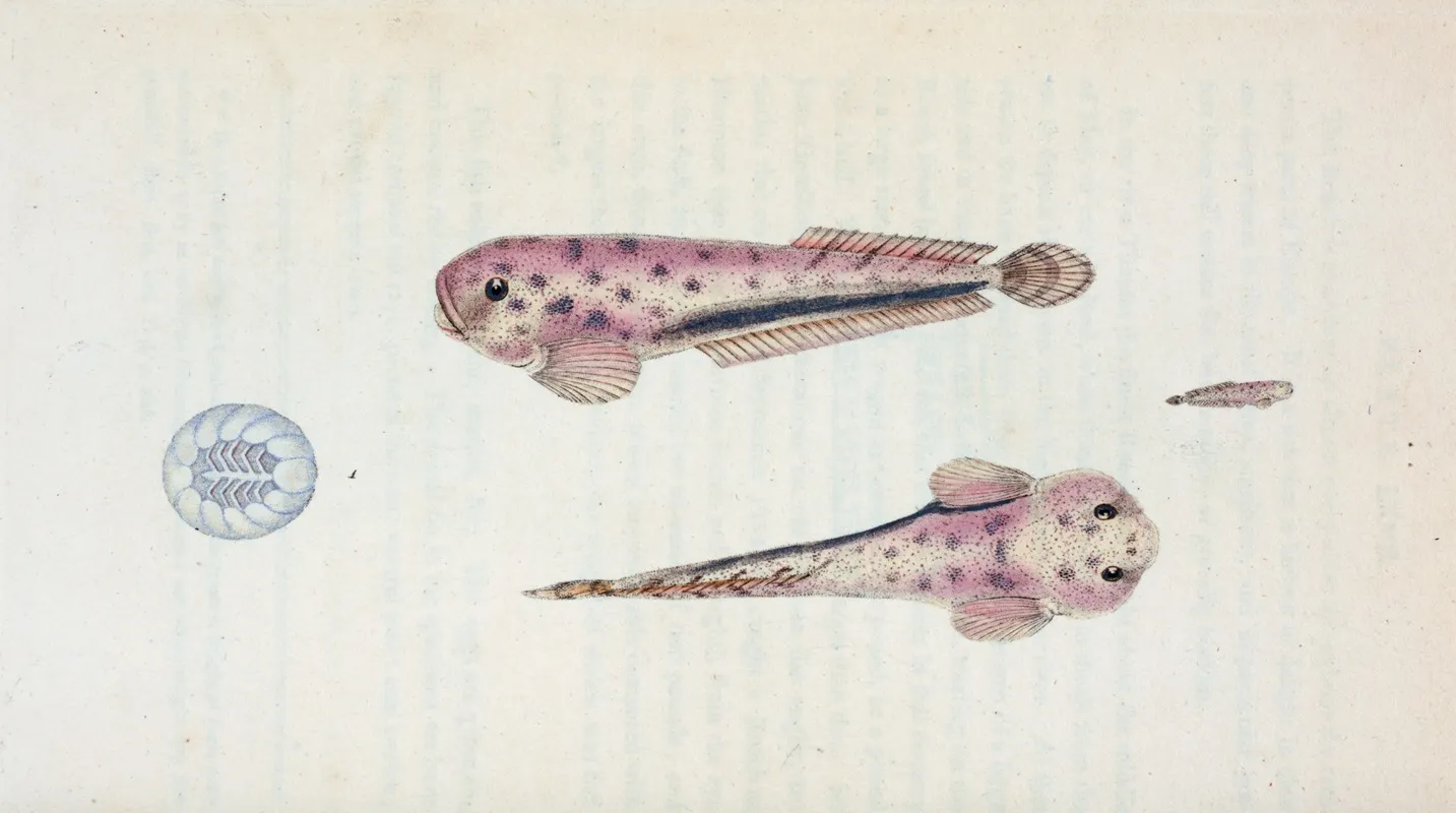 Diminutive Sucker Cyclopterus Montagui Wall Art by Edward Donovan - High-Resolution Digital Print