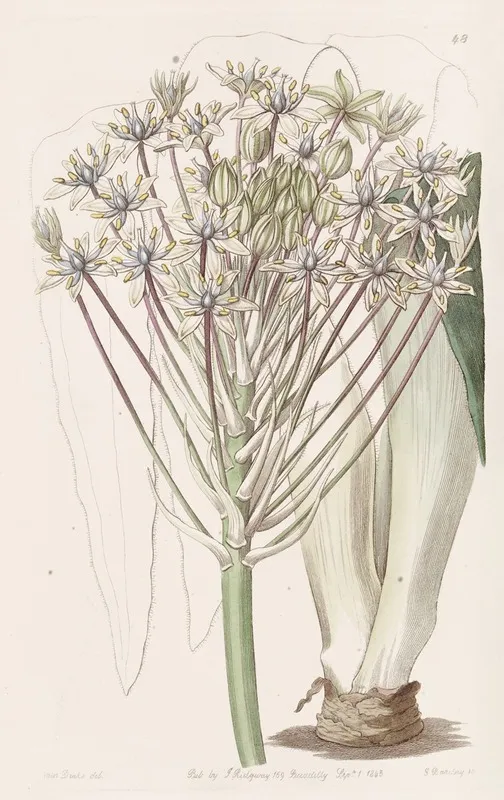 Dingy Flowered Peruvian Squill Wall Art by Sydenham Edwards - High-Resolution Digital Print