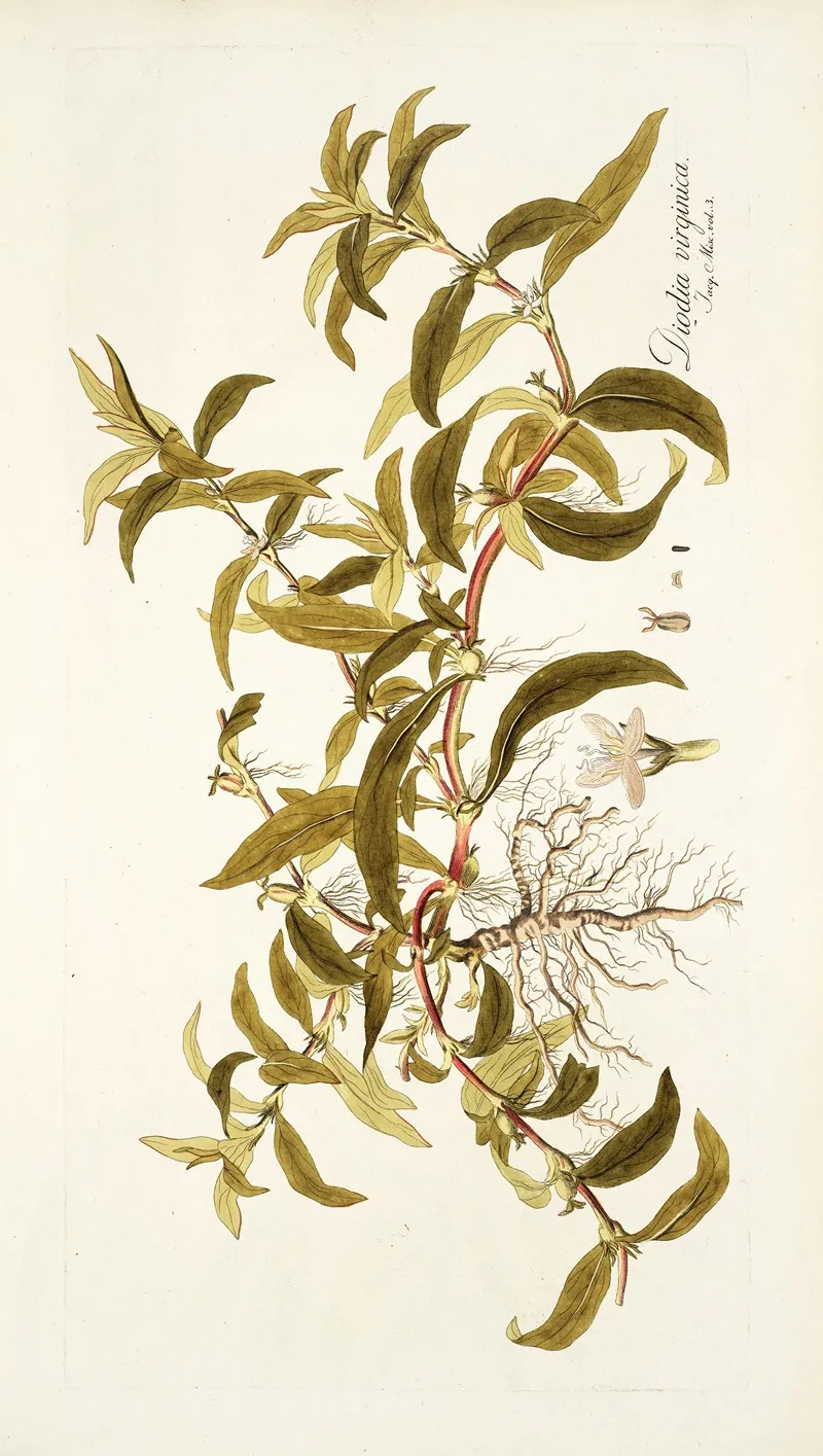 Diodia Virginica Wall Art by Nikolaus Joseph Freiherr von Jacquin - High-Resolution Digital Print