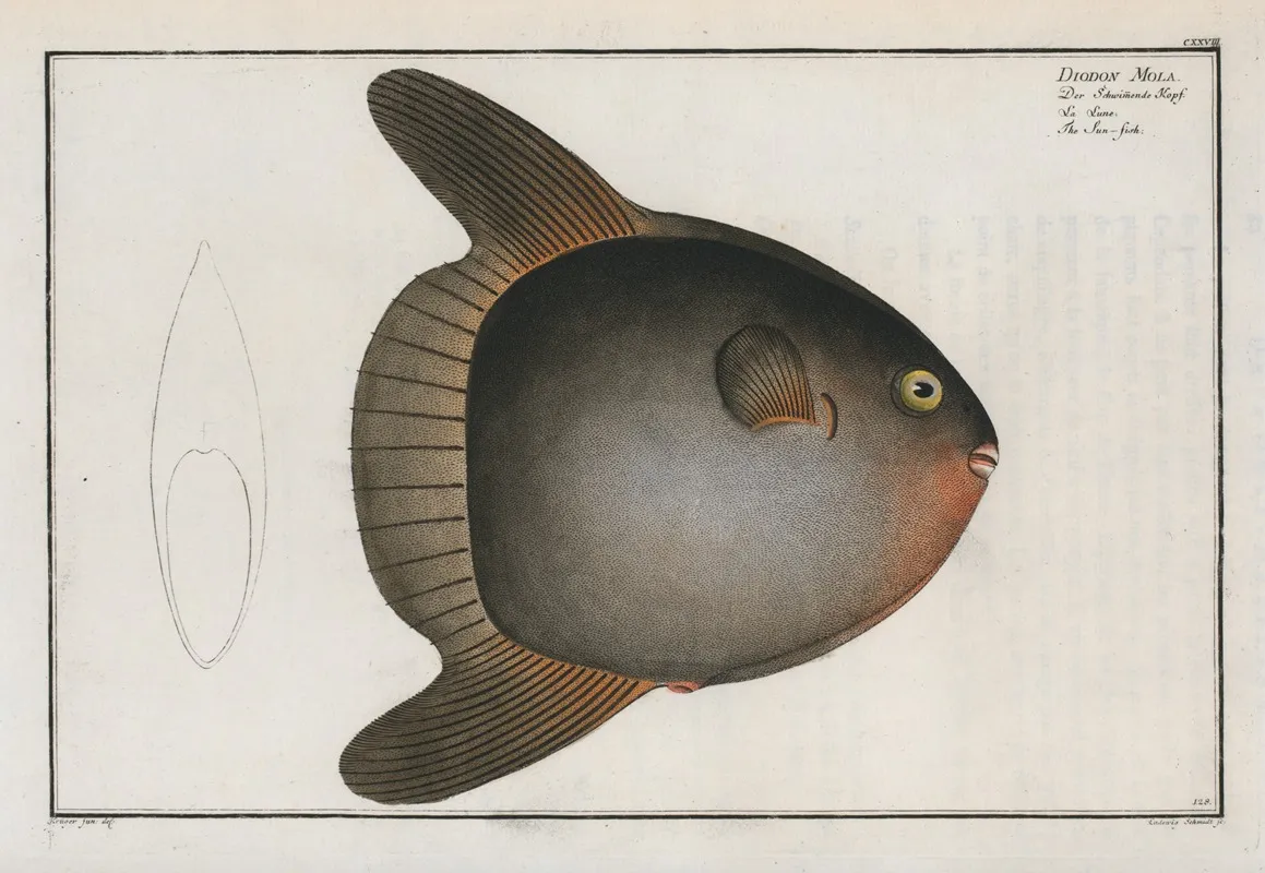 Diodon Mola The Sun Fish Wall Art by Marcus Elieser Bloch - High-Resolution Digital Print