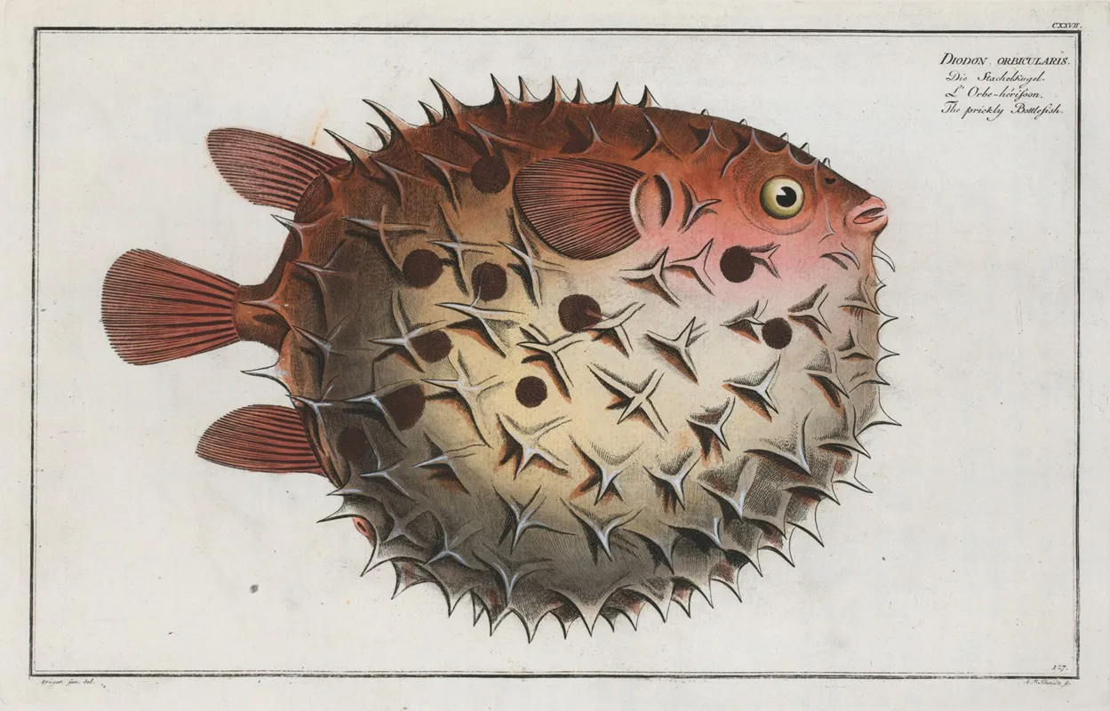 Diodon Orbicularis The Prickly Bottlefish Wall Art by Marcus Elieser Bloch - High-Resolution Digital Print