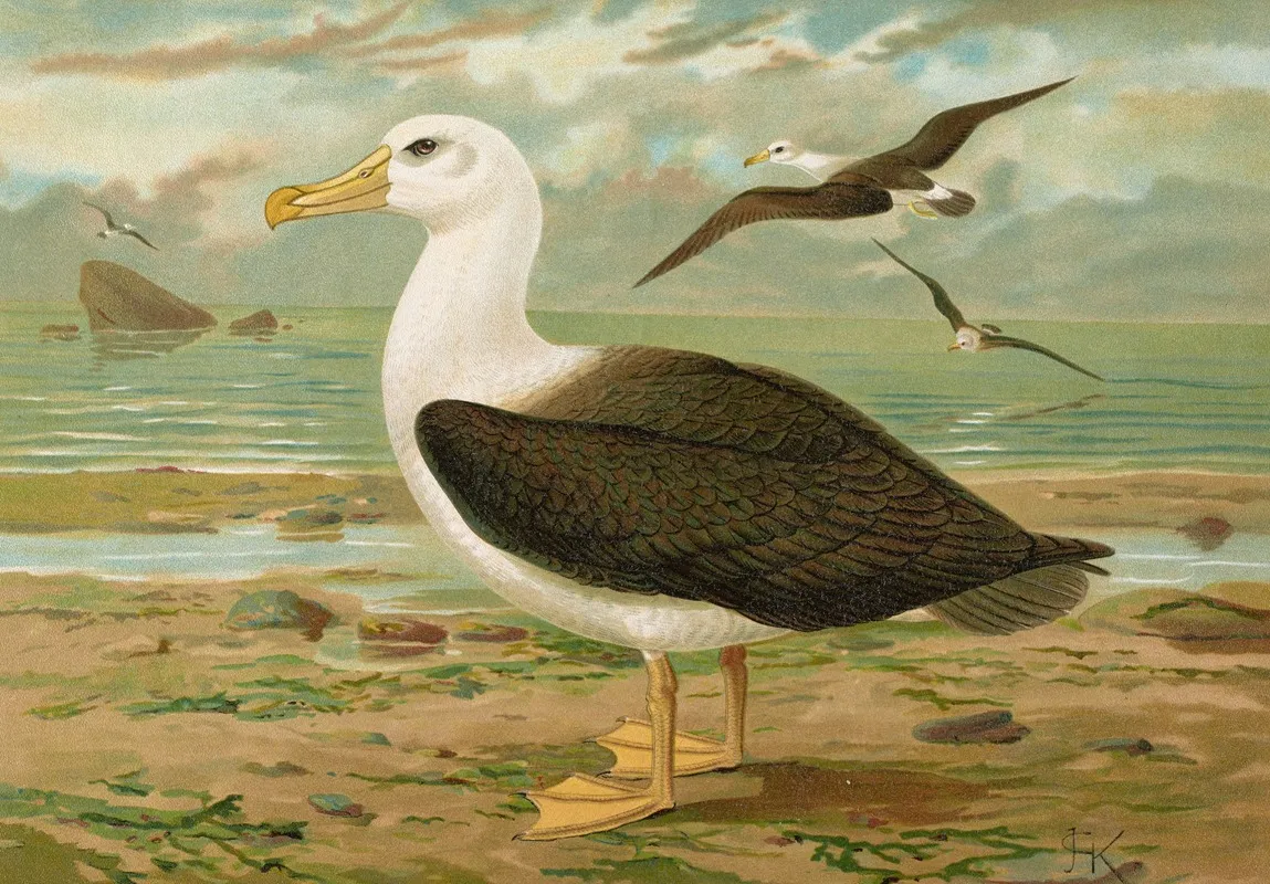 Diomedea Melanophrys Boie Schwarzzugeliger Albatros Wall Art by Johann Friedrich Naumann - High-Resolution Digital Print