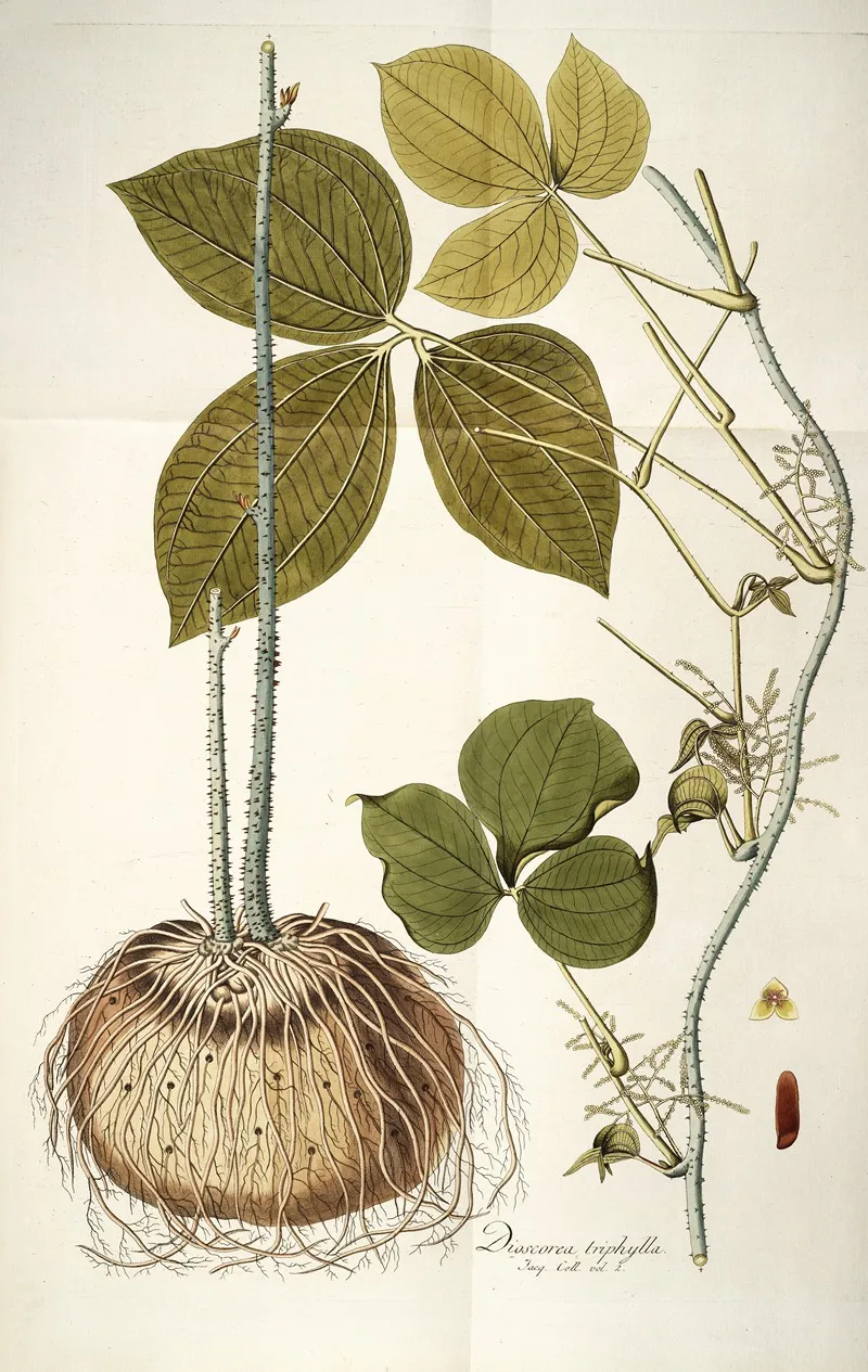 Dioscorea Triphylla Wall Art by Nikolaus Joseph Freiherr von Jacquin - High-Resolution Digital Print