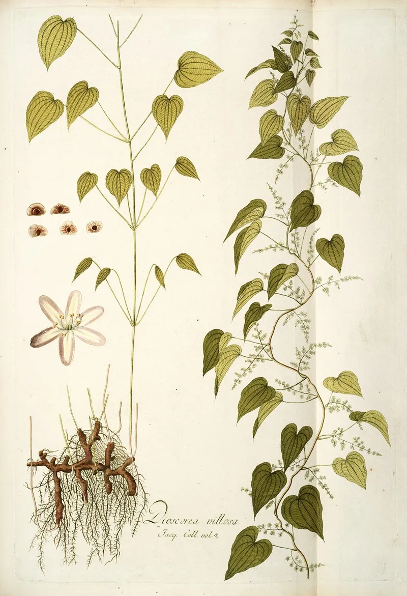 Dioscorea Villosa Wall Art by Nikolaus Joseph Freiherr von Jacquin - High-Resolution Digital Print