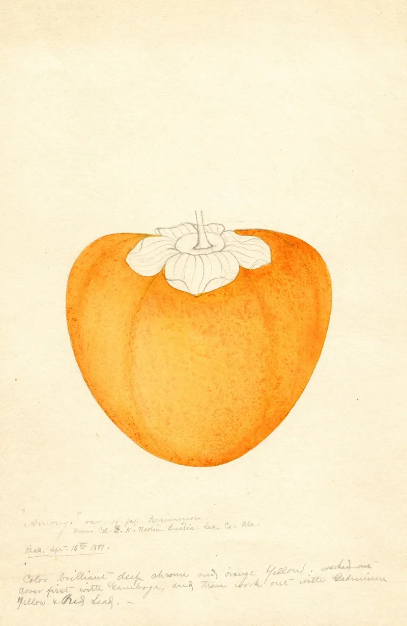 Diospyros Among Wall Art by William Henry Prestele - High-Resolution Digital Print