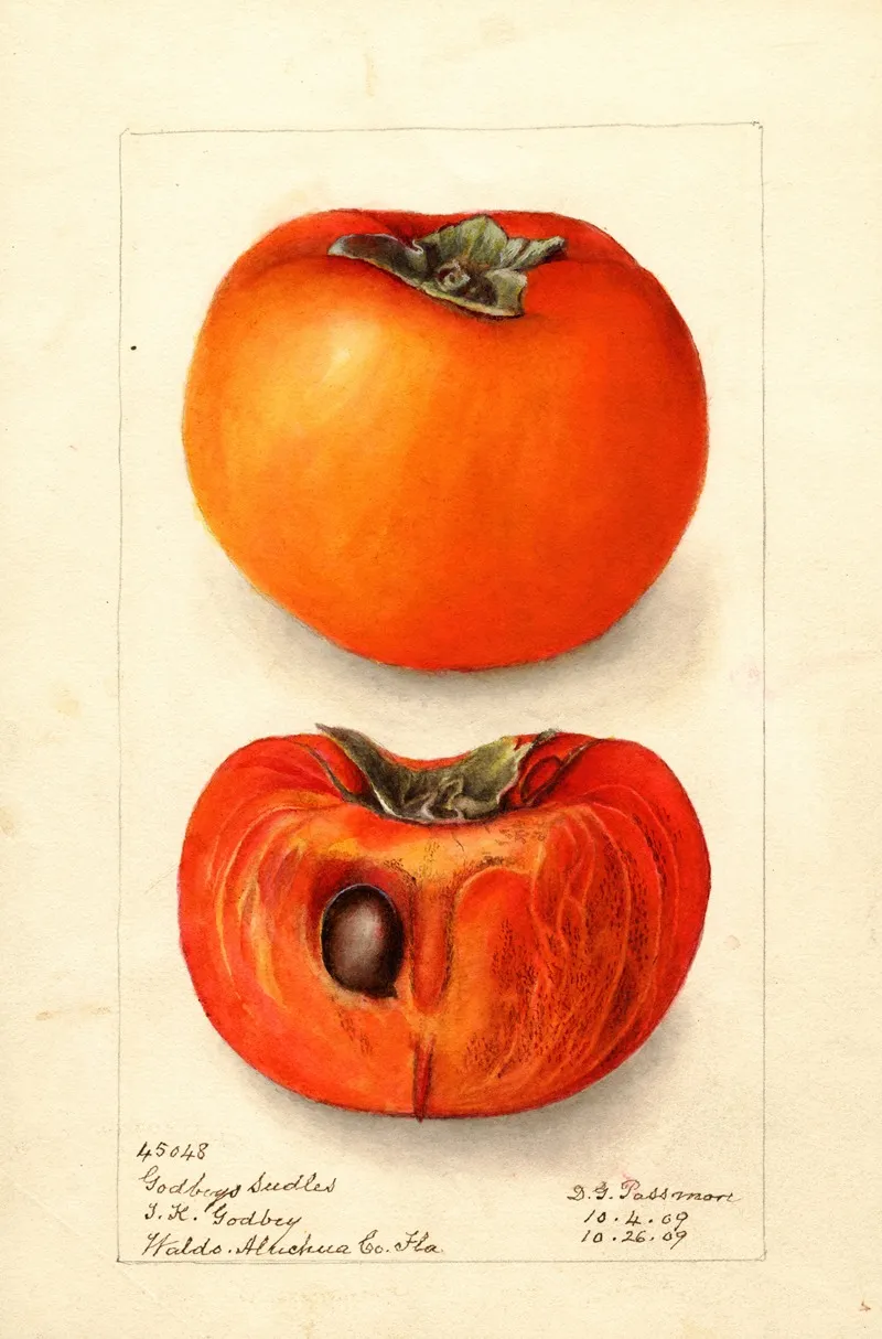 Diospyros Godbeys Seedless Wall Art by Deborah Griscom Passmore - High-Resolution Digital Print