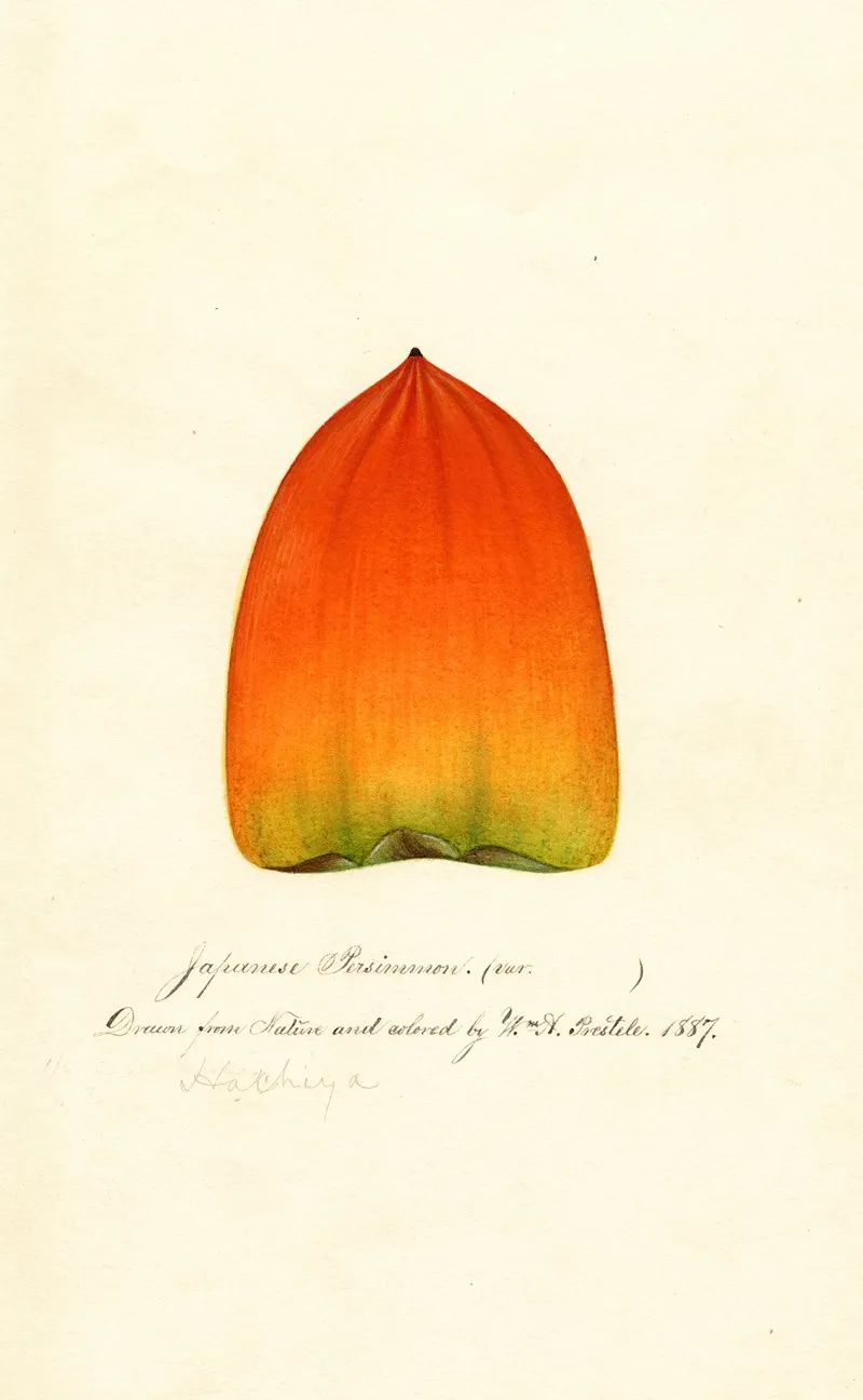 Diospyros Hachiya 4 Wall Art by William Henry Prestele - High-Resolution Digital Print