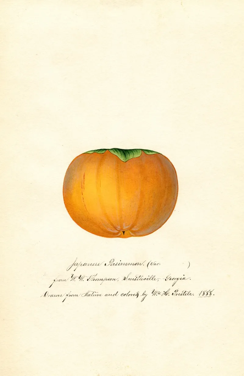 Diospyros Hyakume