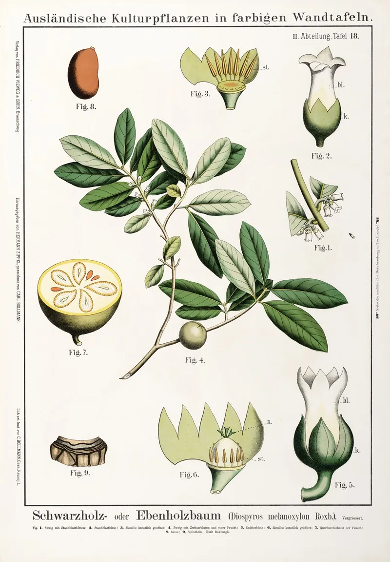 Diospyros Melanoxylon Ebbenboom Wall Art by Hermann Zippel - High-Resolution Digital Print