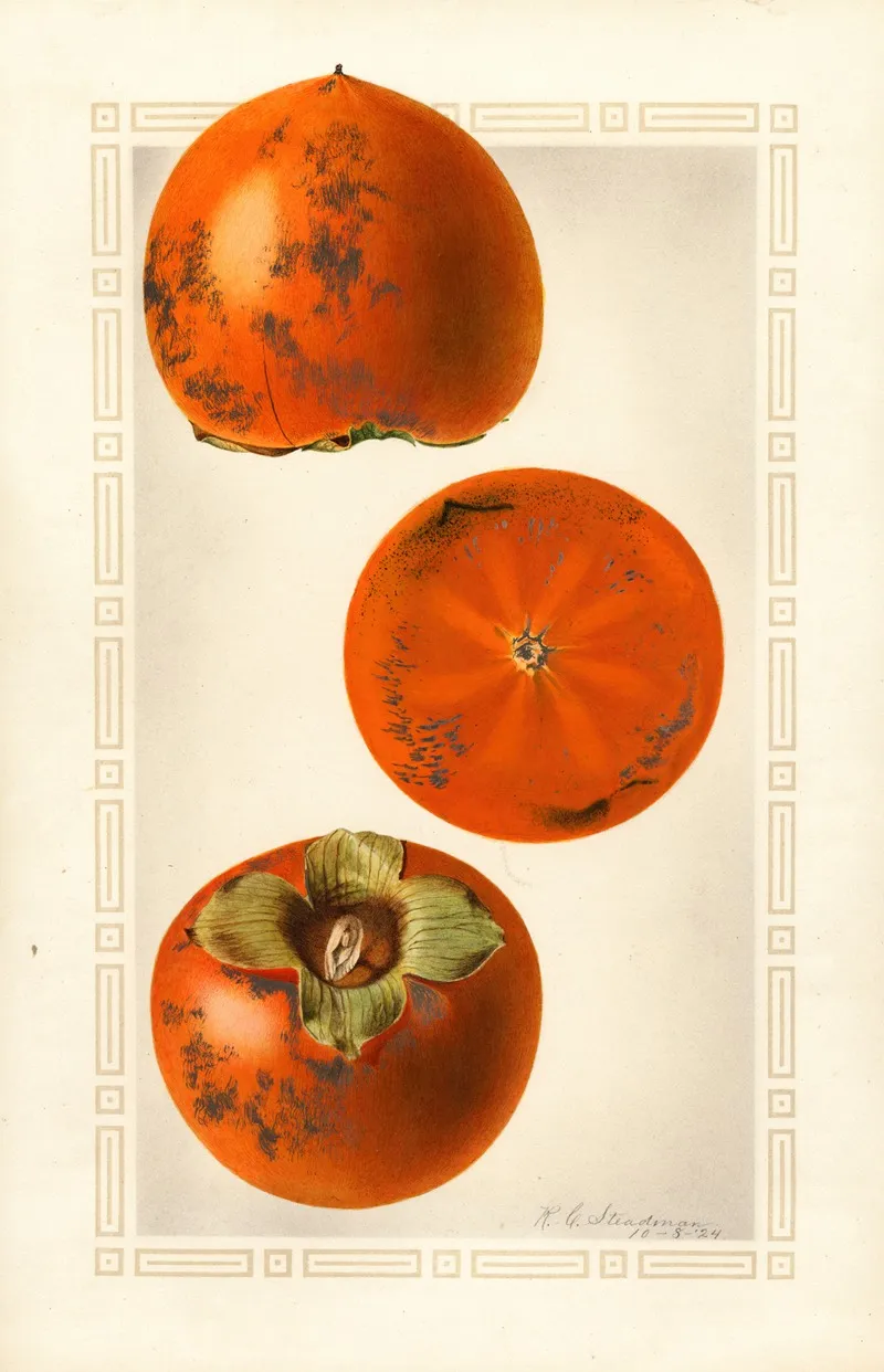Diospyros Tane Nashi Wall Art by Royal Charles Steadman - High-Resolution Digital Print