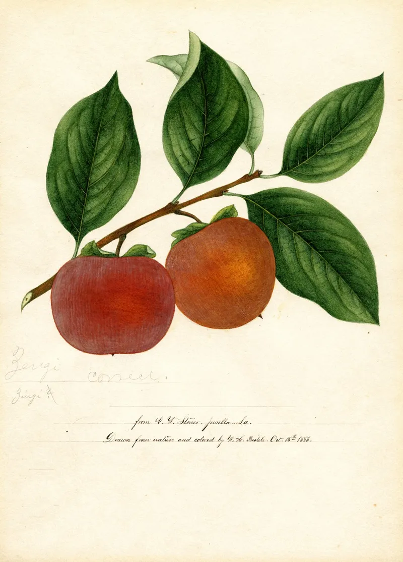 Diospyros Zengi Wall Art by William Henry Prestele - High-Resolution Digital Print