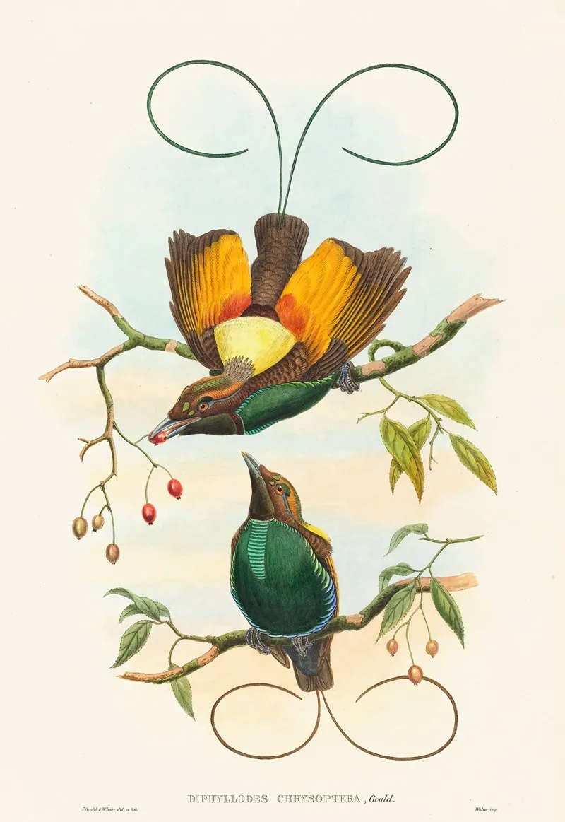 Diphyllodes Chrysoptera Magnificent Bird Of Paradise Wall Art by John Gould - High-Resolution Digital Print