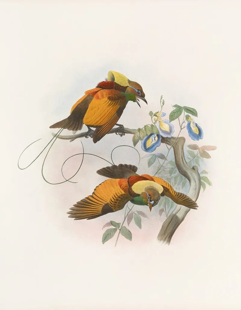 Diphyllodes Chrysoptera Wall Art by Daniel Giraud Elliot - High-Resolution Digital Print