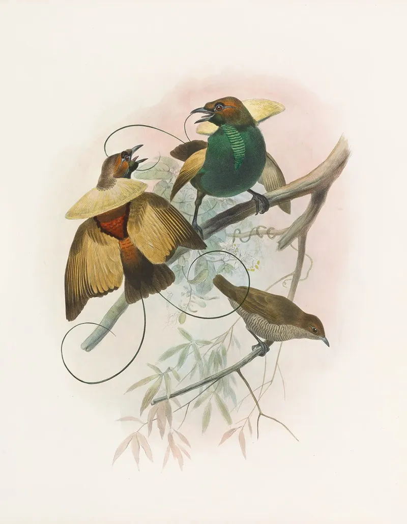 Diphyllodes Speciosa Wall Art by Daniel Giraud Elliot - High-Resolution Digital Print