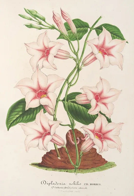 Dipladenia Nobilis Wall Art by Charles Antoine Lemaire - High-Resolution Digital Print