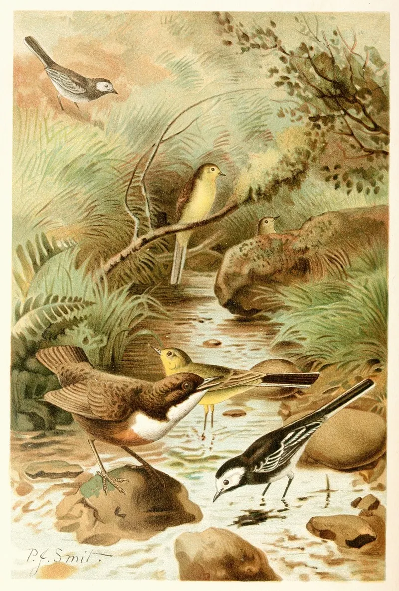 Dipper Pied Wagtail And Yellow Wagtail Wall Art by Pierre Jacques Smit - High-Resolution Digital Print