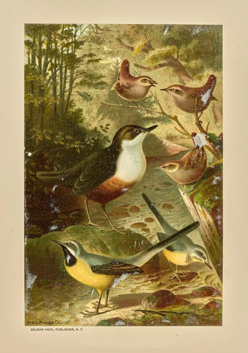 Dipper Wagtails And Wrens 2