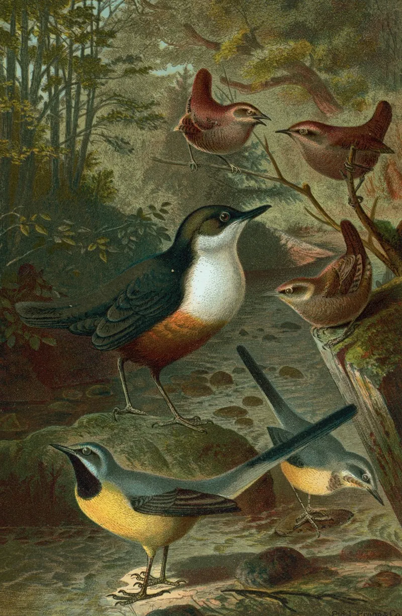Dipper Wagtails And Wrens Wall Art by John George Wood - High-Resolution Digital Print