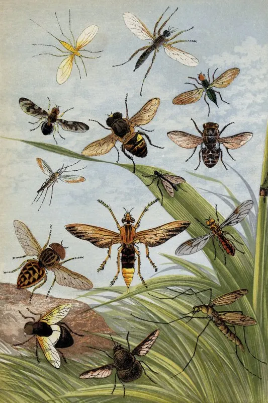 Diptera Wall Art by William Houghton - High-Resolution Digital Print
