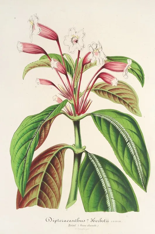 Dipteracanthus Herbstii Wall Art by Charles Antoine Lemaire - High-Resolution Digital Print