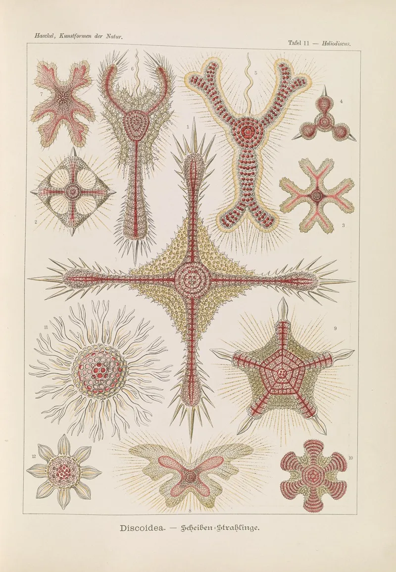 Discoidea Scheiben Strahlinge Wall Art by Ernst Haeckel - High-Resolution Digital Print