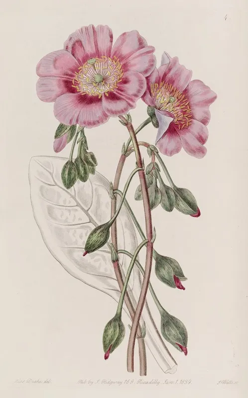 Discoloured Calandrinia Wall Art by Sydenham Edwards - High-Resolution Digital Print