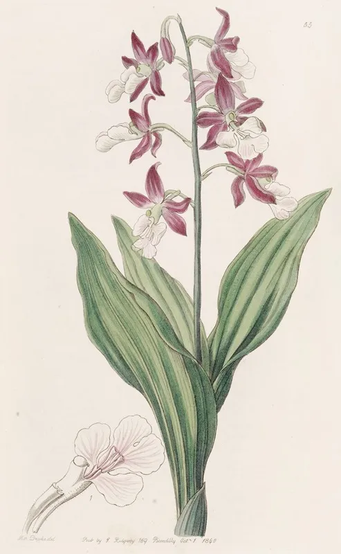 Discoloured Fairbloom Wall Art by Sydenham Edwards - High-Resolution Digital Print