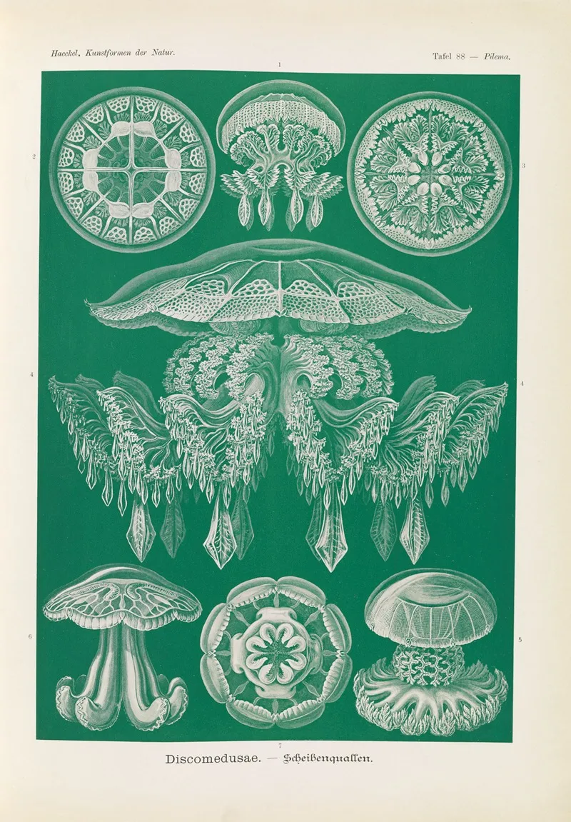 Discomedusae Scheibenquallen 2 Wall Art by Ernst Haeckel - High-Resolution Digital Print