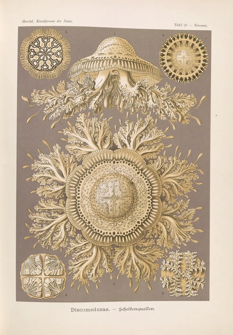 Discomedusae Scheibenquallen 3 Wall Art by Ernst Haeckel - High-Resolution Digital Print