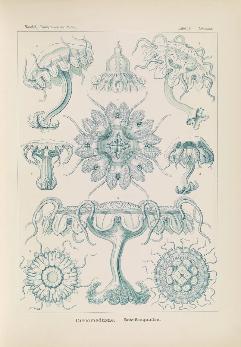 Discomedusae Scheibenquallen Wall Art by Ernst Haeckel - High-Resolution Digital Print