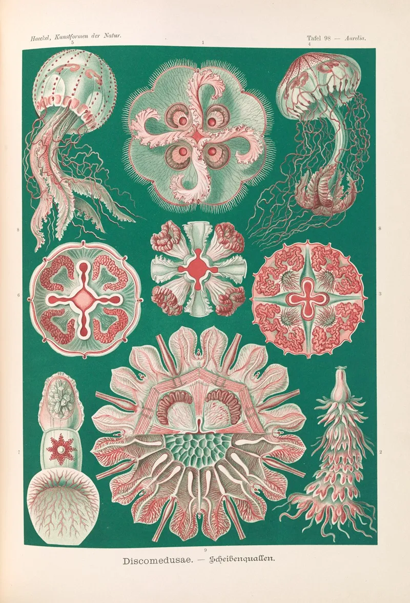 Discomedusae Schweibenquallen 2 Wall Art by Ernst Haeckel - High-Resolution Digital Print