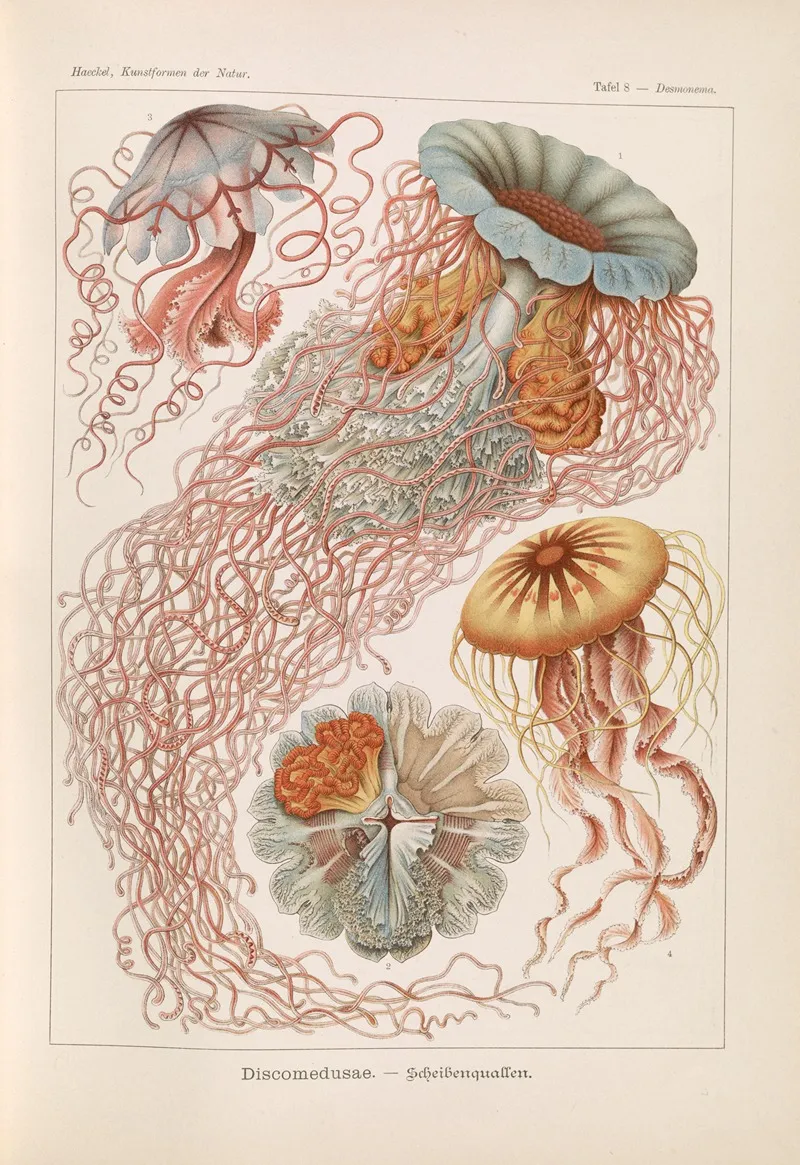 Discomedusae Schweibenquallen Wall Art by Ernst Haeckel - High-Resolution Digital Print