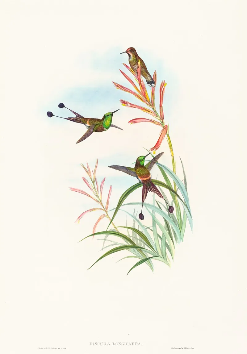 Discura Longicauda Racket Tail Wall Art by John Gould - High-Resolution Digital Print