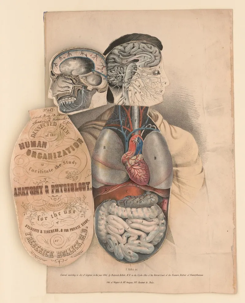 Dissected View Of The Human Organization To Facilitate The Study Of Anatomy Physiology Pl 2 Wall Art by Jacob Aub - High-Resolution Digital Print