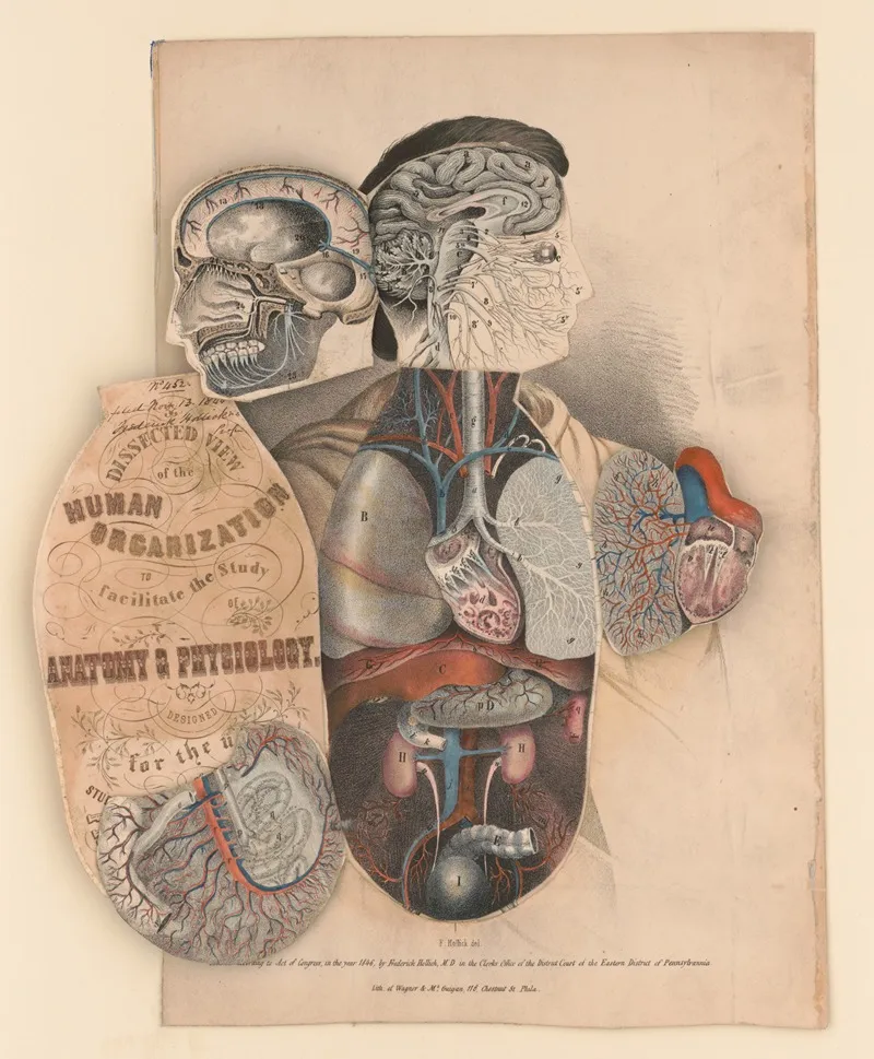 Dissected View Of The Human Organization To Facilitate The Study Of Anatomy Physiology Pl 3 Wall Art by Jacob Aub - High-Resolution Digital Print