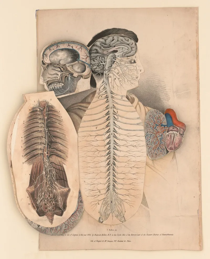 Dissected View Of The Human Organization To Facilitate The Study Of Anatomy Physiology Pl 4 Wall Art by Jacob Aub - High-Resolution Digital Print