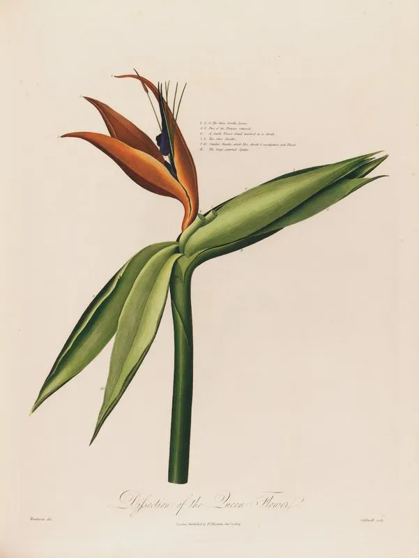 Dissection Of The Queen Flower Wall Art by Robert John Thornton - High-Resolution Digital Print