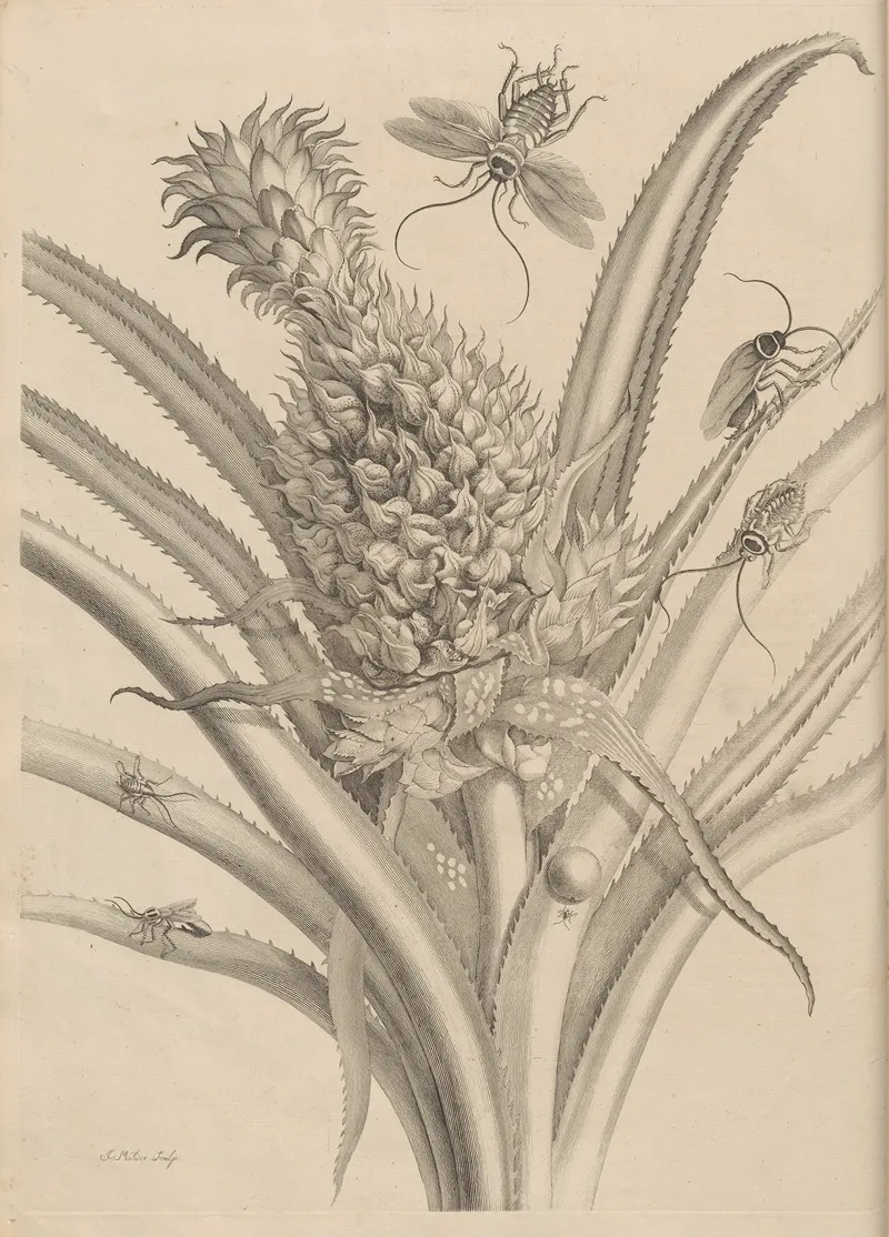 Dissertatio De Generatione Et Metamorphosibus Insectorum Surinamensium Pl 01