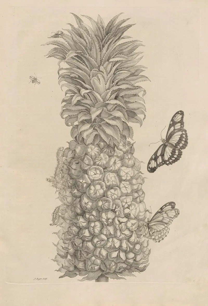 Dissertatio De Generatione Et Metamorphosibus Insectorum Surinamensium Pl 02